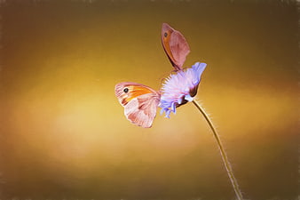 Two Meadow Brown Butterflies on a Blue Cornflower