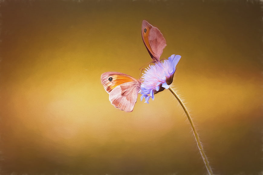 Two Meadow Brown Butterflies on a Blue Cornflower