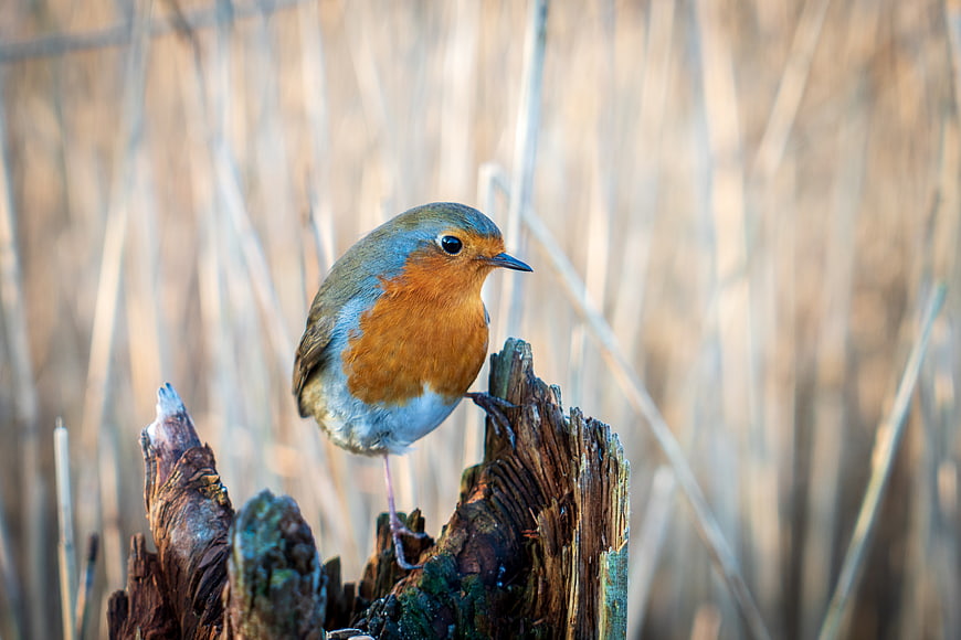 European Robin Perched on Weathered Wood Stump