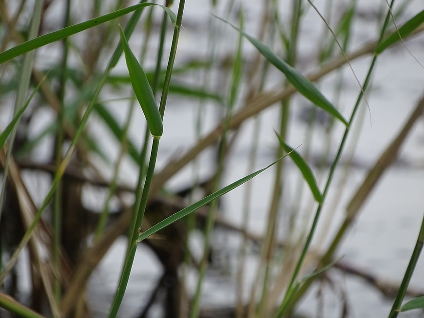 Close-up of green grass stalks near water