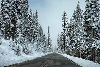 Snowy Forest Road with Tall Pine Trees