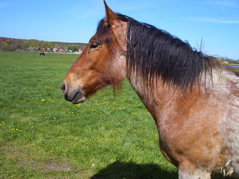 Brown Horse Profile in Green Meadow