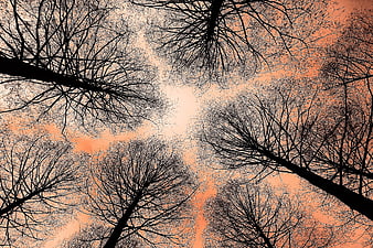 Bare Tree Branches Silhouetted Against Orange Sunset Sky