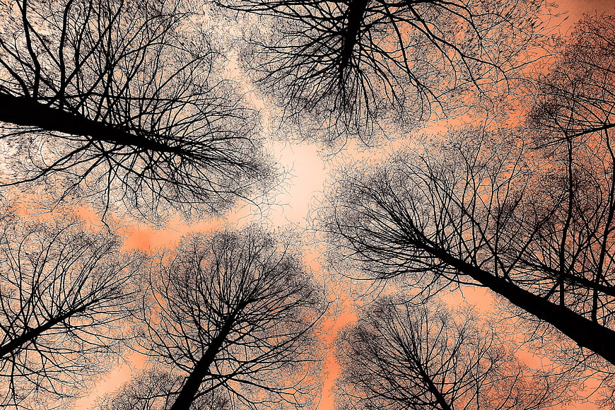 Bare Tree Branches Silhouetted Against Orange Sunset Sky