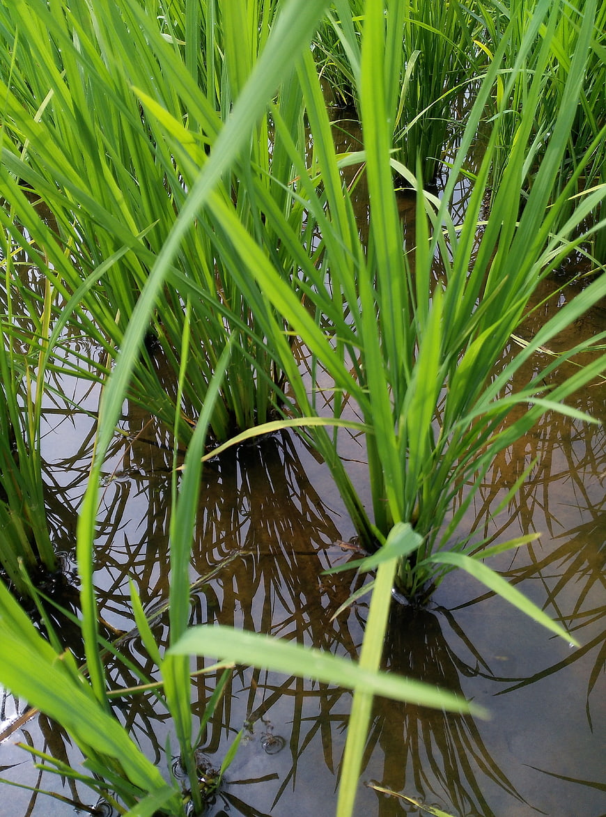 Close-up of green rice plants growing in a flooded paddy field
