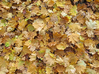 Textured Background of Fallen Autumn Maple Leaves