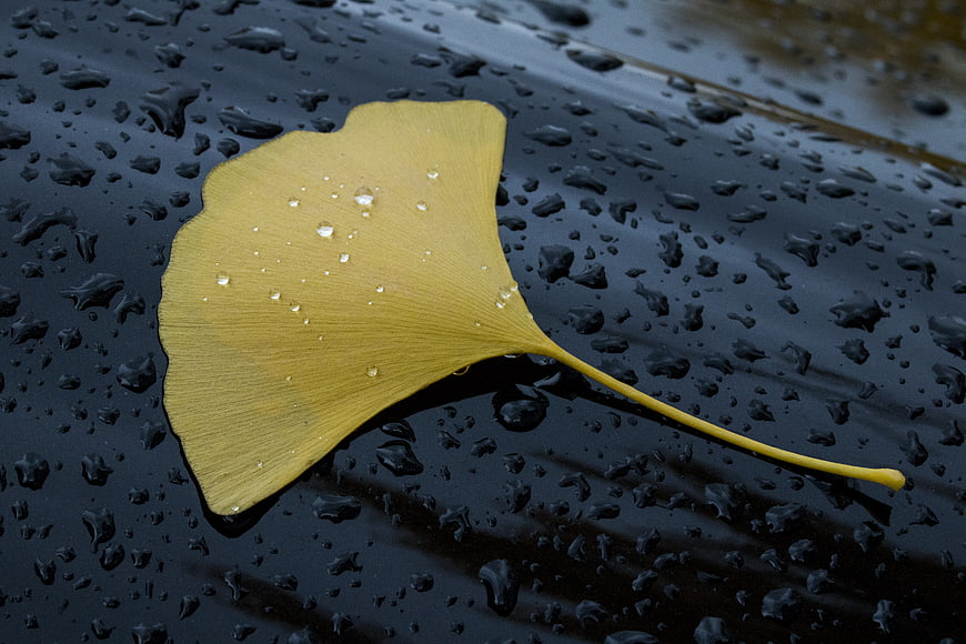 Yellow Ginkgo Leaf With Raindrops On Wet Black Surface