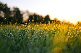 Close-up of dew-covered grass blades in a field at sunrise