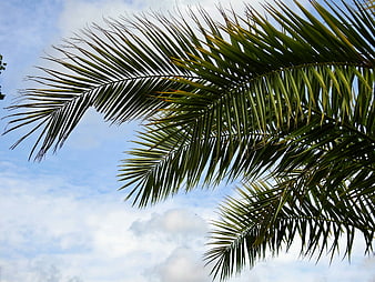 Green Palm Fronds Against Blue Sky with White Clouds