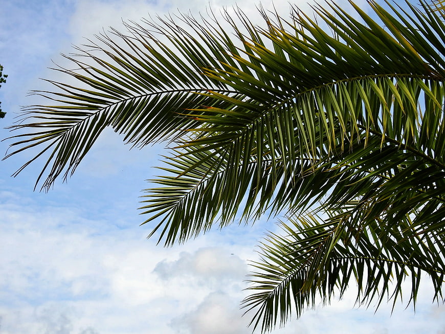 Green Palm Fronds Against Blue Sky with White Clouds