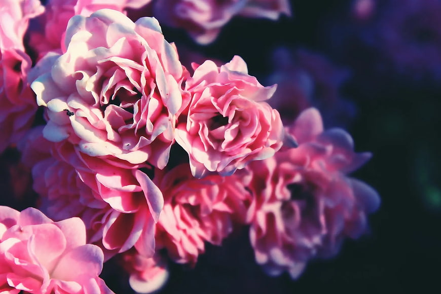 Close-up of vibrant pink ranunculus flowers with dark background
