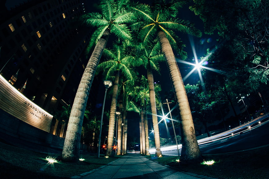 Night view of palm trees and Grand Hyatt Sao Paulo