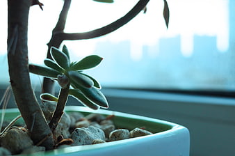 Close-up of fuzzy succulent plant in white pot by window