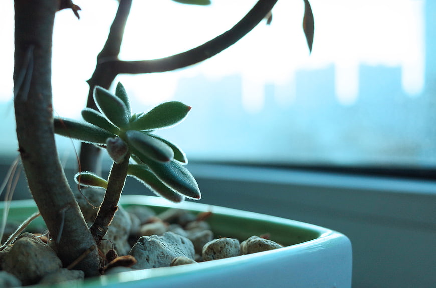 Close-up of fuzzy succulent plant in white pot by window