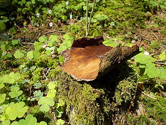Freshly Cut Tree Stump in Mossy Forest with Clover