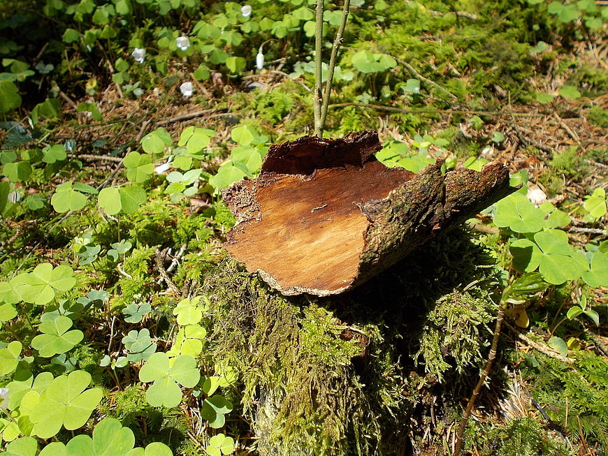 Freshly Cut Tree Stump in Mossy Forest with Clover