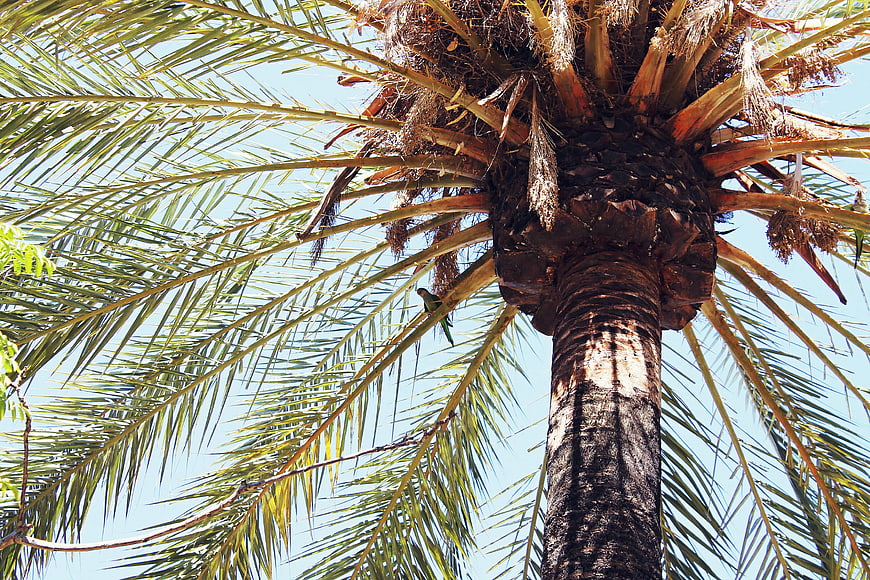 Low angle view of palm tree trunk and fronds against blue sky