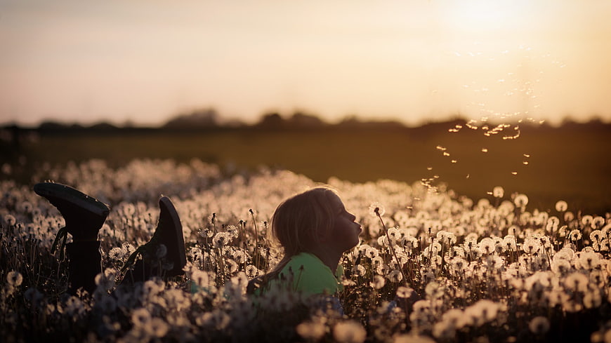 Child Blowing Dandelion Seeds in Golden Sunset Field