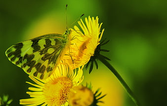 White Butterfly on Yellow Dandelion Flower