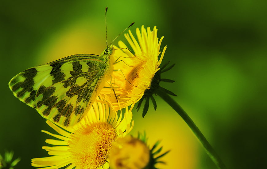 White Butterfly on Yellow Dandelion Flower