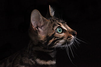 Close-up of Bengal Cat with Green Eyes on Black Background