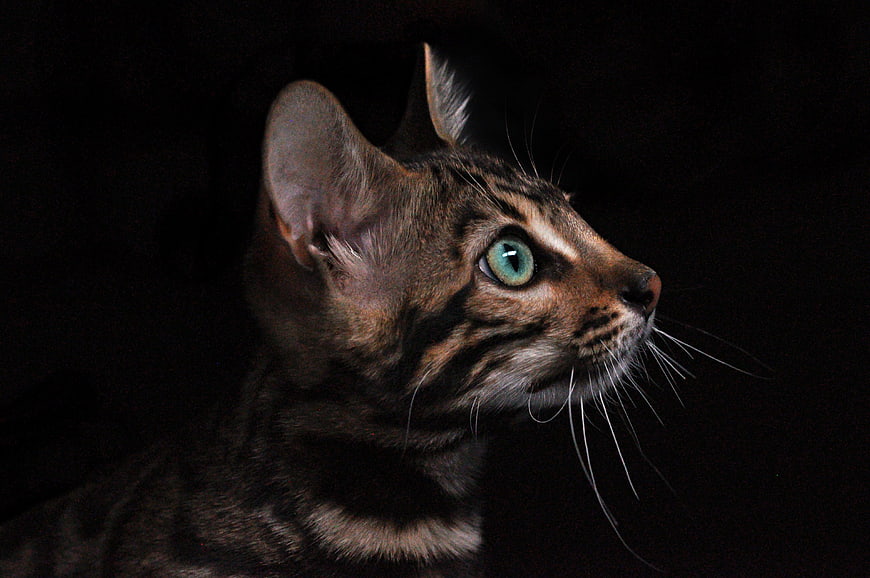 Close-up of Bengal Cat with Green Eyes on Black Background