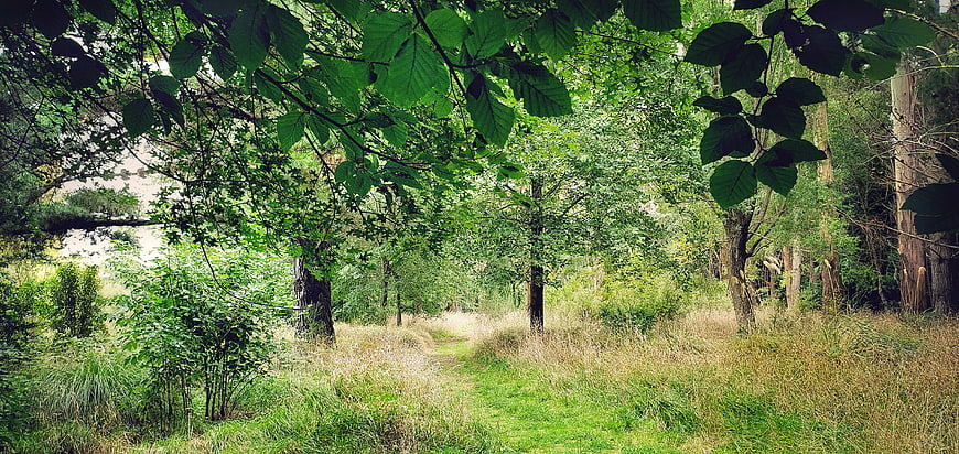 Peaceful Forest Path Surrounded by Green Trees and Grass