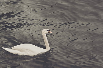 White Swan Swimming in Dark Rippled Water