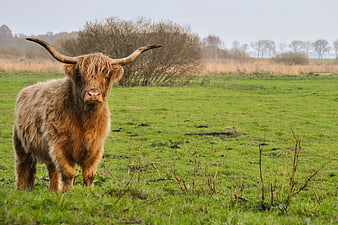 Scottish Highland Cow Standing in Green Pasture