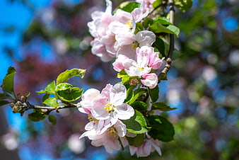 Pink and white apple blossoms on a branch in spring
