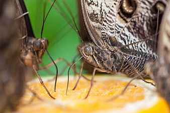 Close-up of Owl Butterfly Feeding on Orange Slice