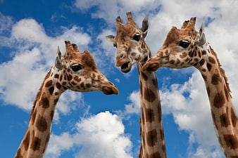 Three Giraffes Looking Down Against Blue Sky