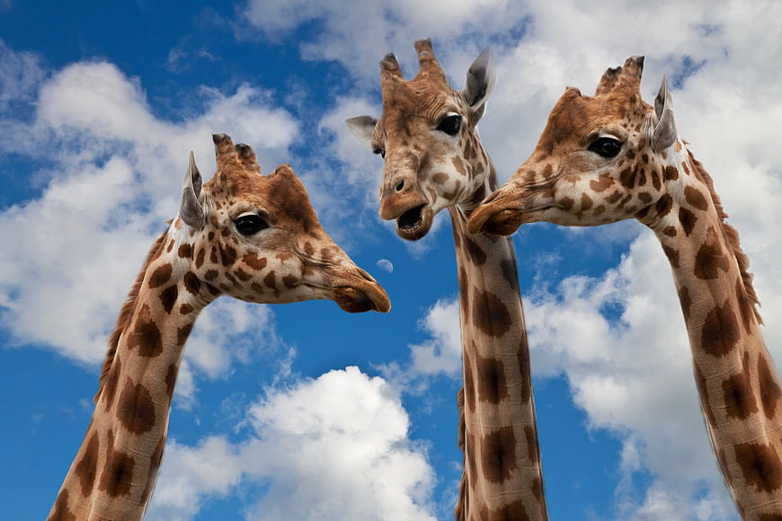Three Giraffes Looking Down Against Blue Sky