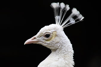 White Peacock Head Portrait Against Black Background