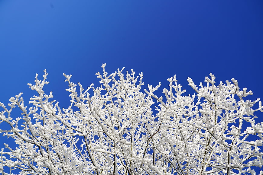 Frost-covered tree branches against a clear blue winter sky