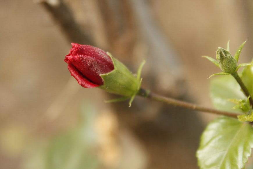 Close-up of a red hibiscus flower bud on a green stem