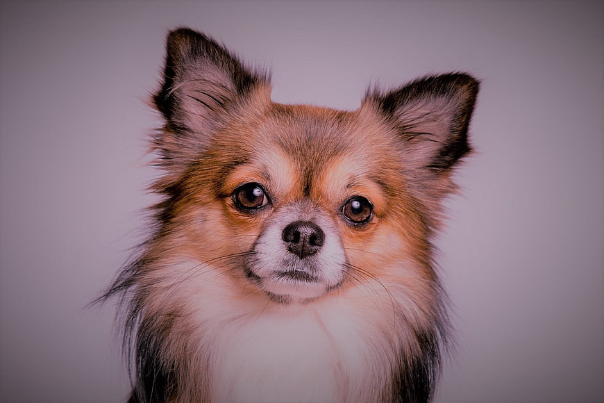 Close-up Portrait of a Long-haired Chihuahua Dog