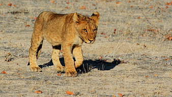 Young Lion Cub Walking in Dry African Savanna