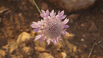 Close-up of delicate pink scabious flower on rocky ground