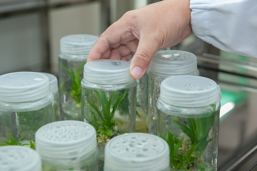 Researcher hand checking plant tissue culture jars in biotech laboratory