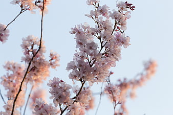 Pink Cherry Blossoms Against Soft Blue Sky Background