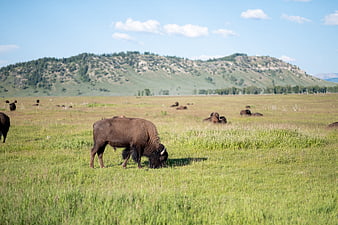 Bison grazing in grassy prairie with mountains