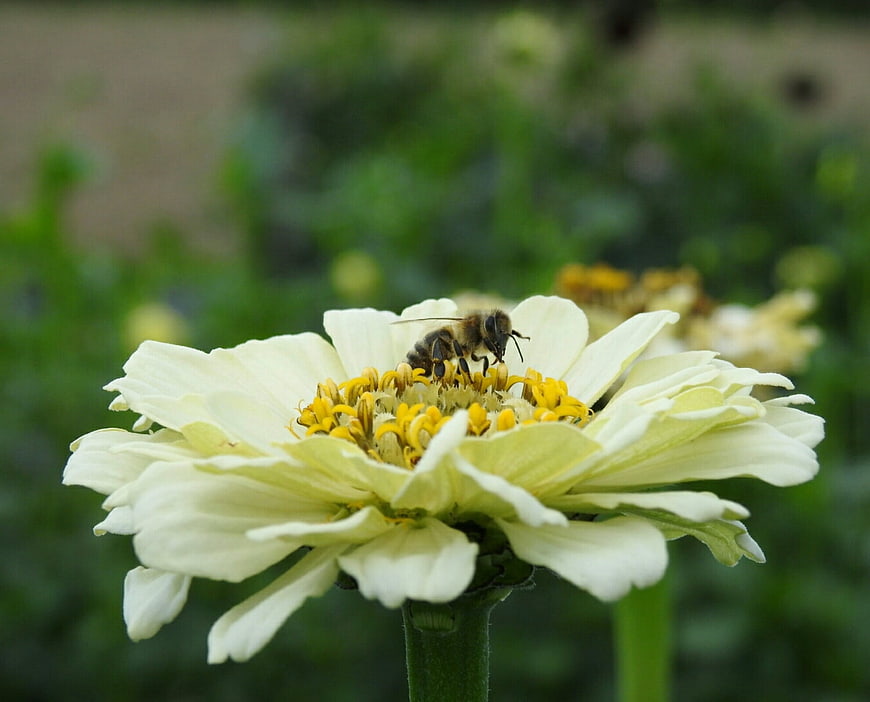 Honey Bee Pollinating White Zinnia Flower Close Up
