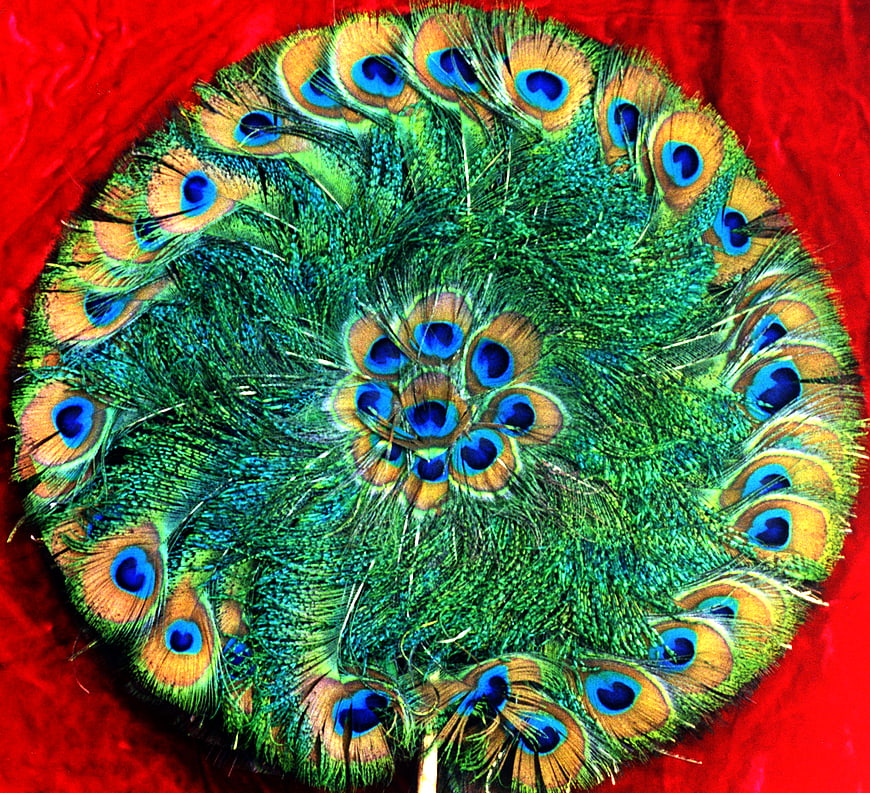 Vibrant peacock feather fan on red background