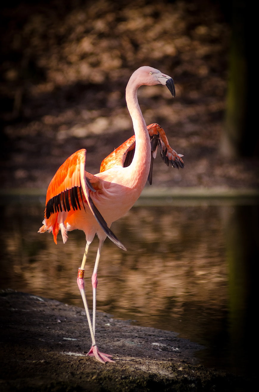 Pink Flamingo Spreading Wings by Water