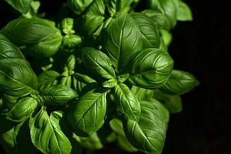Fresh Green Basil Leaves Close Up On Dark Background