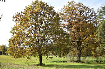 Two large trees with autumn foliage in a green meadow