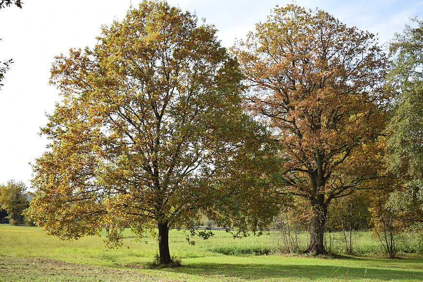 Two large trees with autumn foliage in a green meadow