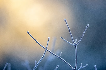 Frosty Tree Branches Against Soft Golden Sunset Background