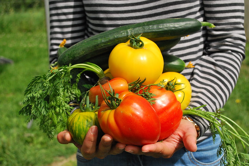 Gardener holding fresh heirloom tomatoes and zucchini harvest